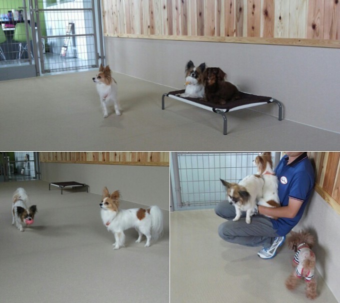 本日もワンコ達はenjoyしてくれておりました(ノ´∀｀*)