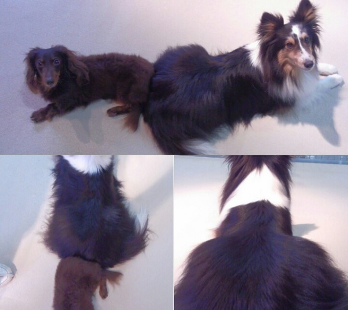 本日は、ツヤツヤヘアーの日向ちゃんと、「お尻合い」になりました(*￣▽￣)ノ~~ ♪