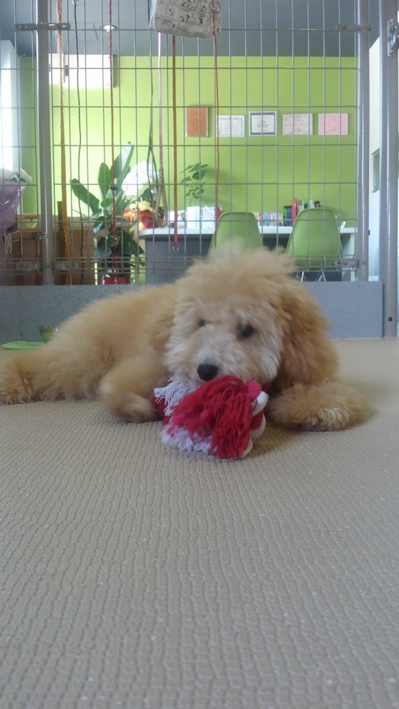 毎度おなじみ・・・