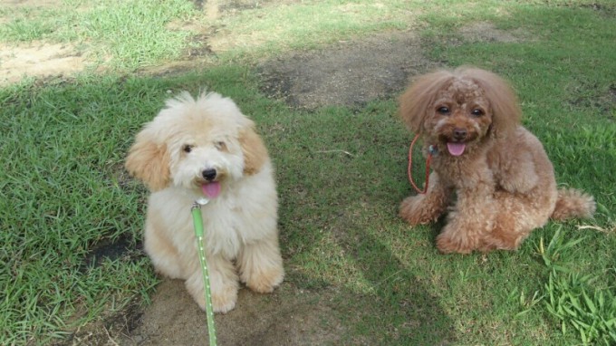 夕方の散歩(^-^)v