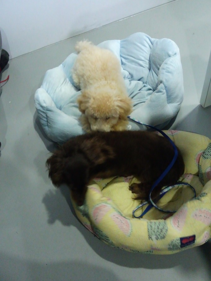 私のデスクの下