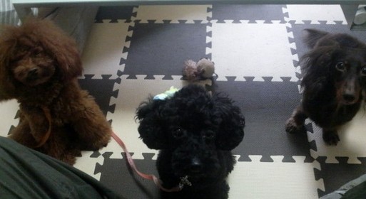 しつけと訓練とでは何が違うのか？～Part2～