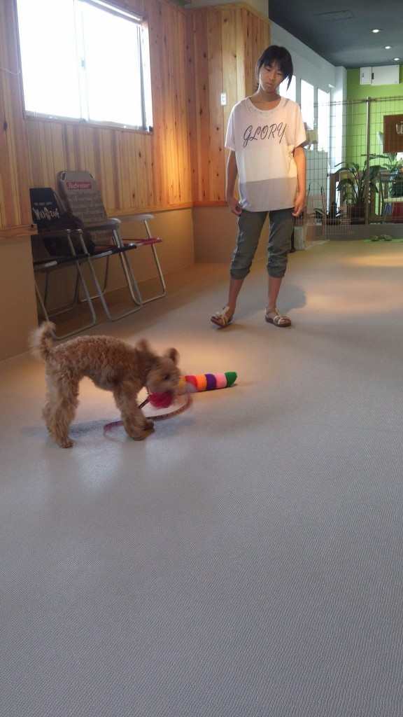 2013年8月18日のパピークラス＆しつけ教室