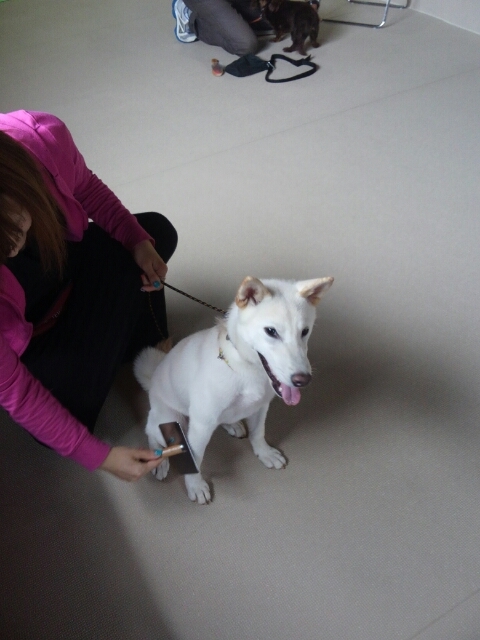 もう紀州犬とは言わせない！