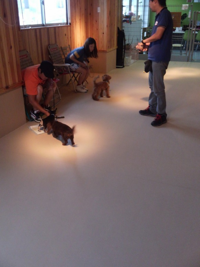 2013年8月26日のパピークラス＆しつけ教室