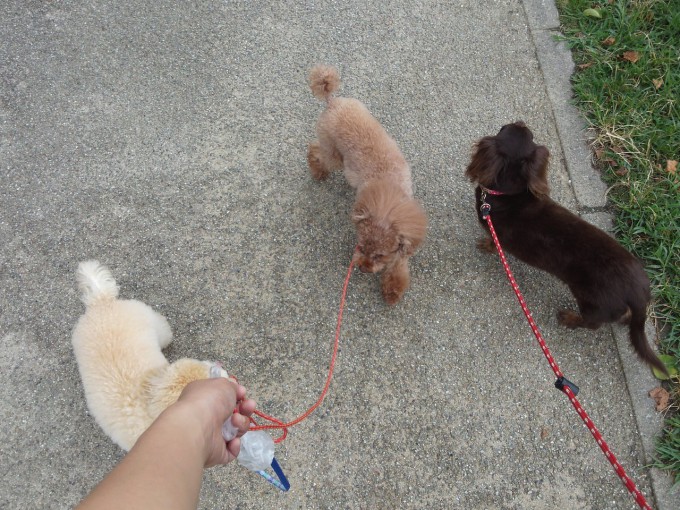 あっるこう。あっるこう。