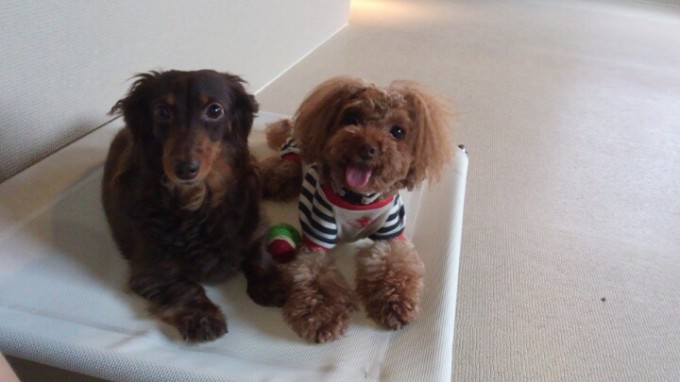 フィールファンのコンセプト～どうして「しつけ」が必要なのか？～