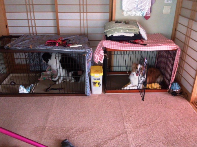 問題行動改善トレーニング（2）