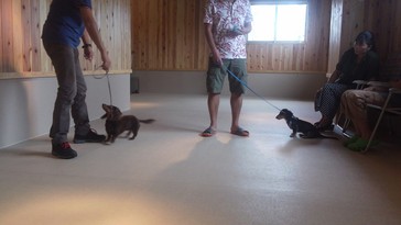 内容盛りだくさんのクラスになりました♪（2013年9月8日のパピークラス）