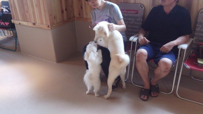 マルチーズ優勢！？