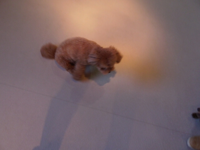 おしりマスター