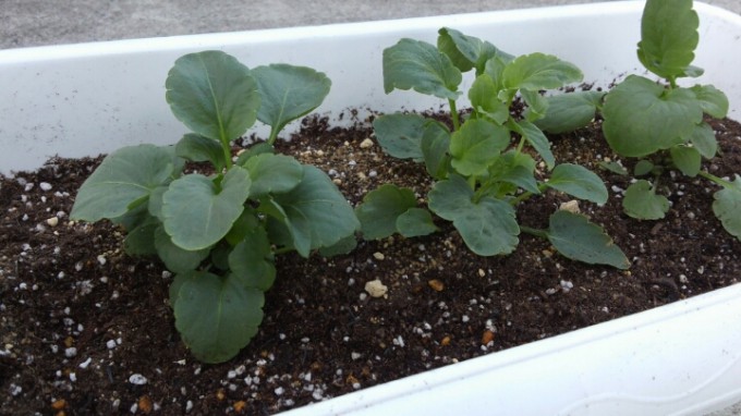 冬に咲く花…なんだっけ？