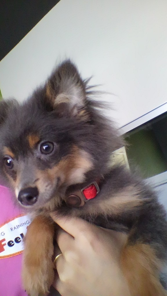 リードコントロール（2013年9月27日のパピークラス＆しつけ教室）