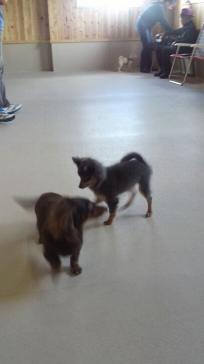 パピークラス フリータイム