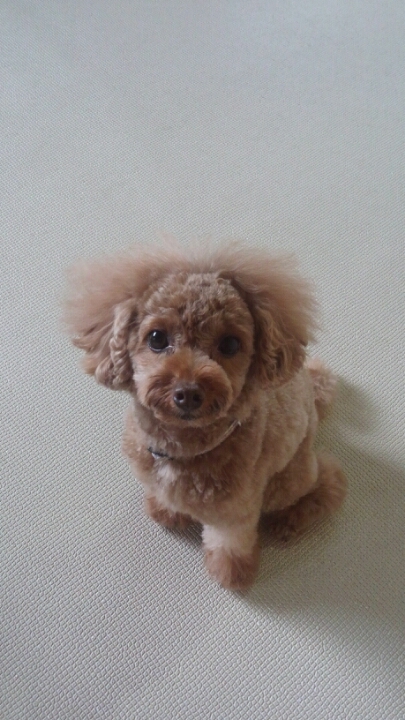 ライオンカット