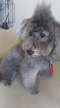 アレルギー持ち