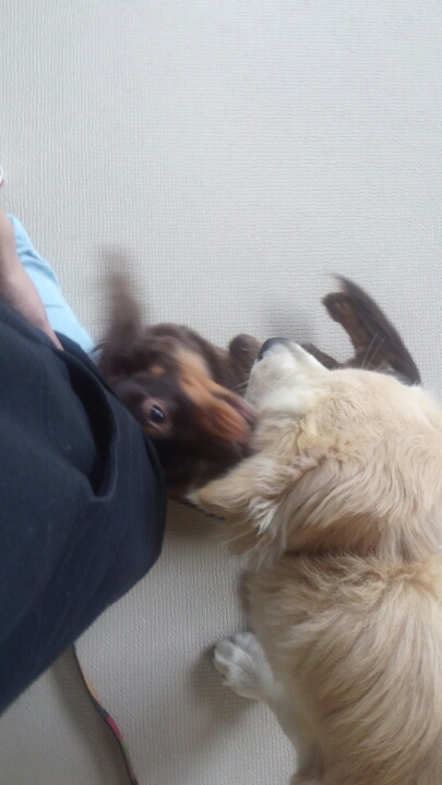 犬どうしの遊び、からの一人遊び