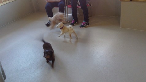 チビっこ達（2013年10月6日のパピークラス）