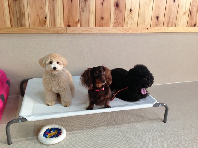 トイプードルといっても・・・