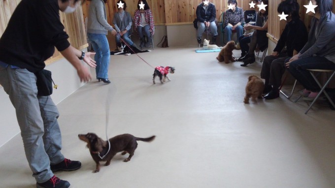 テーマは散歩！（2013年11月3日のパピークラス＆しつけ教室）