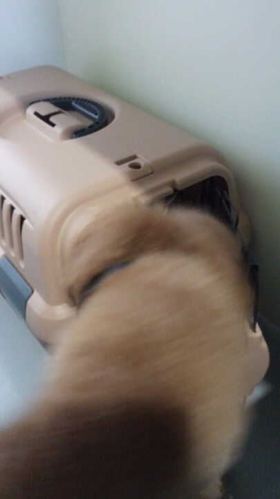 クレートご一緒できませんか？