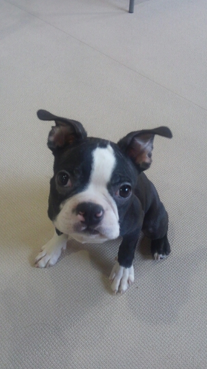 ボストンテリア(ダブリン君)