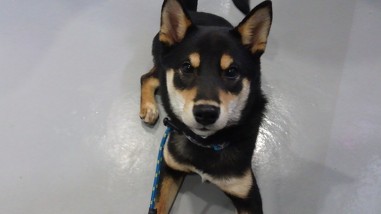 皆様、お家でもうお休みになったでしょうか？