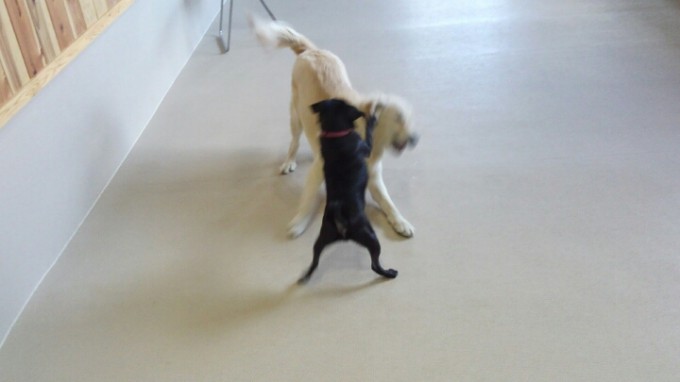 なんてったって犬