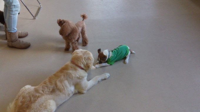 2013年11月21日のデイケア＆パピー社会化プログラム