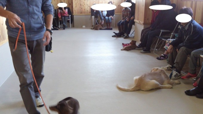 犬の興奮（2013年11月24日のパピークラス＆しつけ教室）