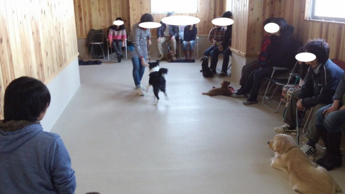 マナートレーニング（2013年11月24日のパピークラス＆しつけ教室）