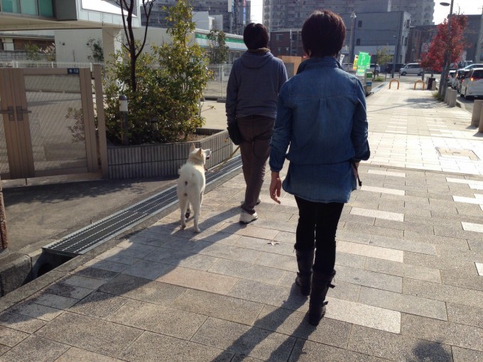 お散歩レッスン