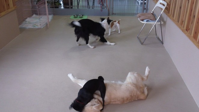 わやくちゃな犬達・・・