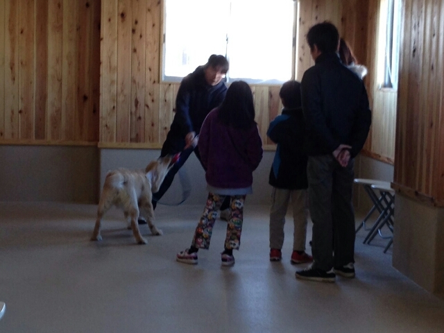 大型犬との遊び