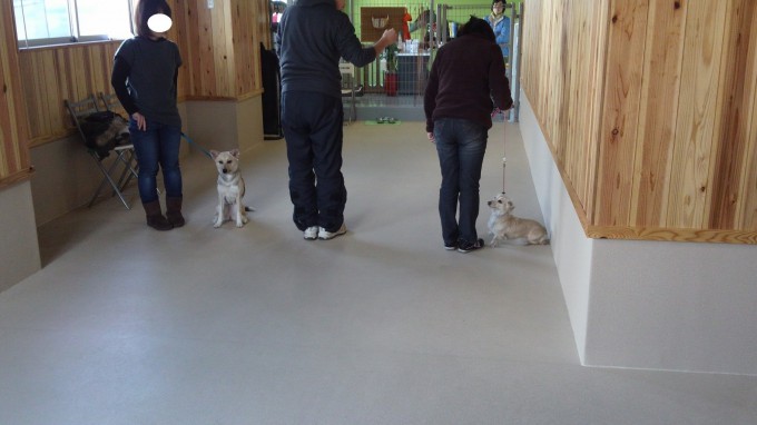 『始まりは興奮から』（2014年2月9日のパピークラス＆しつけ教室）