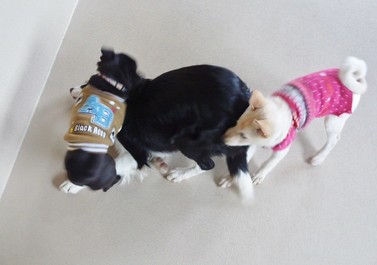 慌ただしく・・・