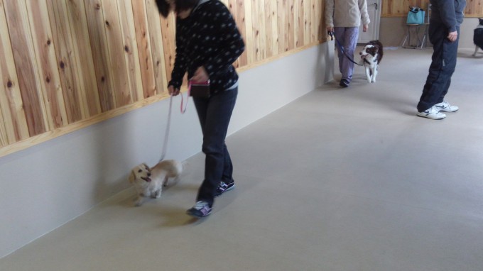 ボディコントロール（2014年3月9日のパピークラス＆しつけ教室）