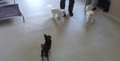 日中のアスファルト