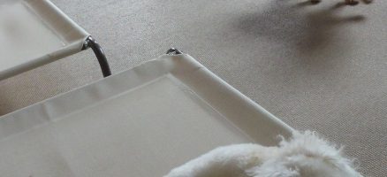 レオくんのペース