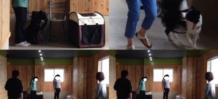 今日のレッスン（2014年7月5日のしつけ教室）