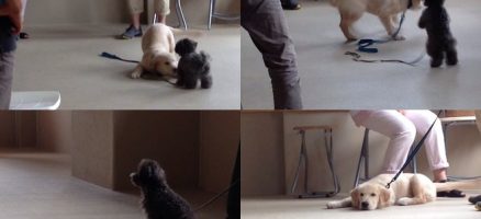 体格の差 in パピークラス（2014年7月6日のパピークラス）