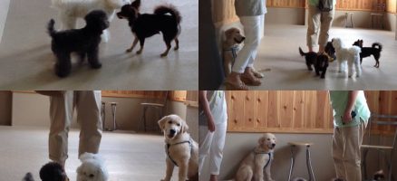 2014年7月20日のパピー教室