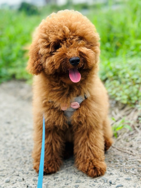 犬から人へのアイコンタクト