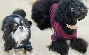 南本様 トイプードル・チワワ