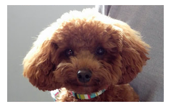 お店の雰囲気に合うかな？と思って