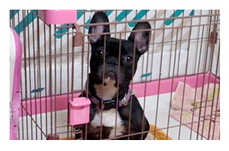 しつけと訓練とでは何が違うのか？～Part1～