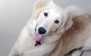 栗原様 ゴールデン・レトリーバー