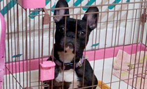 井澤様 フレンチ・ブルドッグ