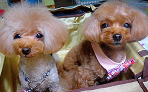 播磨様 トイ･プードル