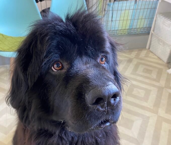 おトイレトレーニング奮闘中(^-^)